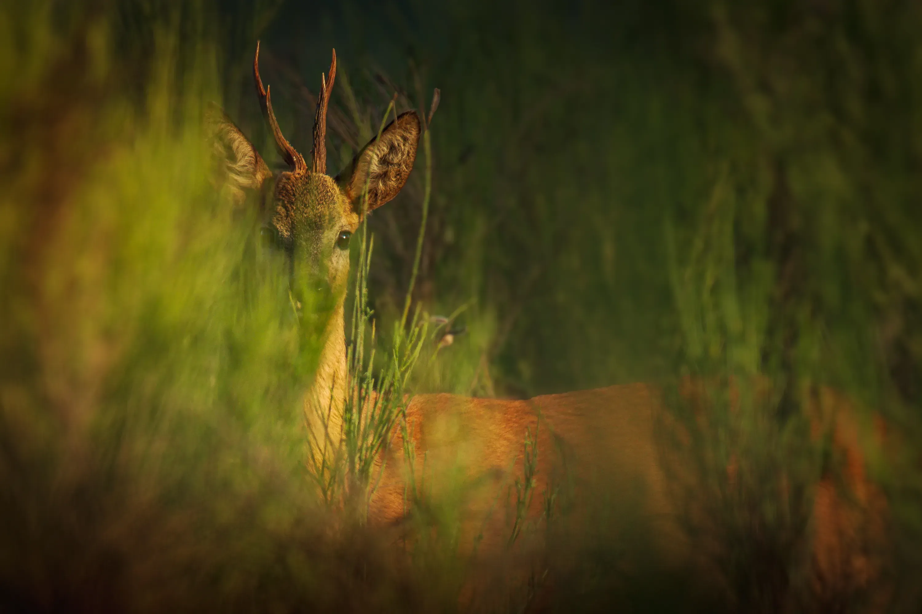 Wilde dieren foto 17