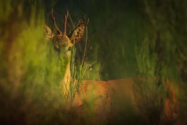 Prachtige natuurfoto van een dier in het wild
