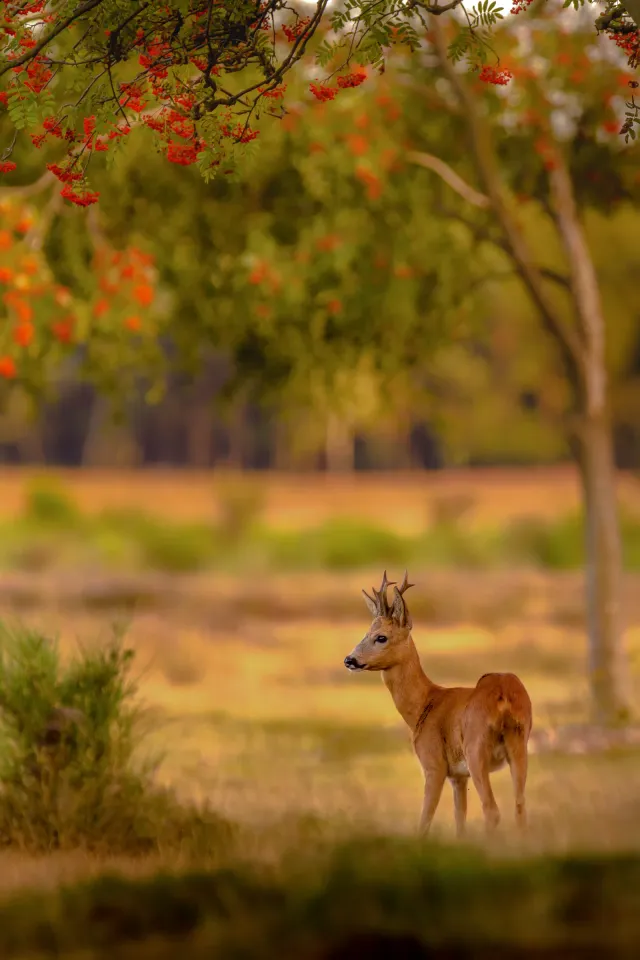 Gedetailleerde foto van een wild dier