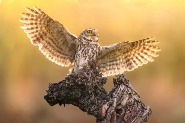 Wanddecoratie met wildlife fotografie
