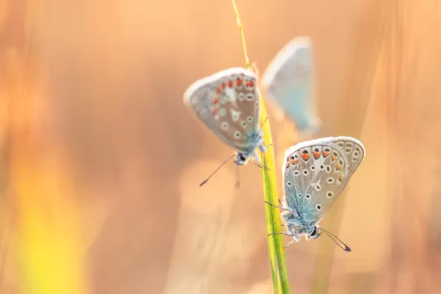 Sfeervolle wildlife fotografie in de natuur