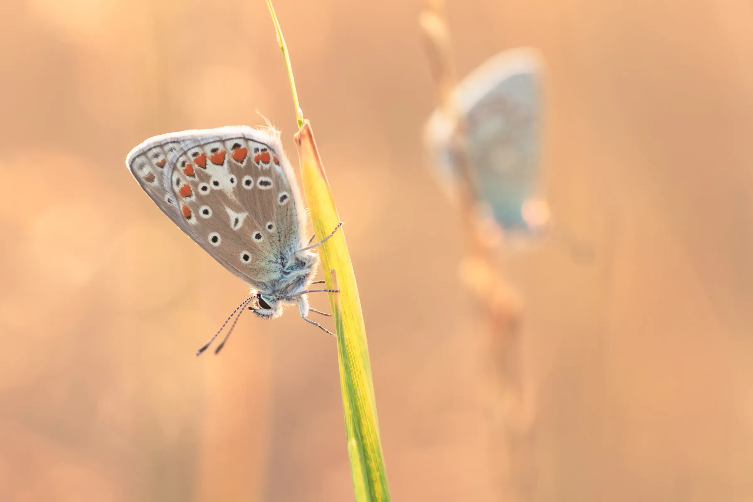 Kleurrijke natuurfotografie van een boslandschap