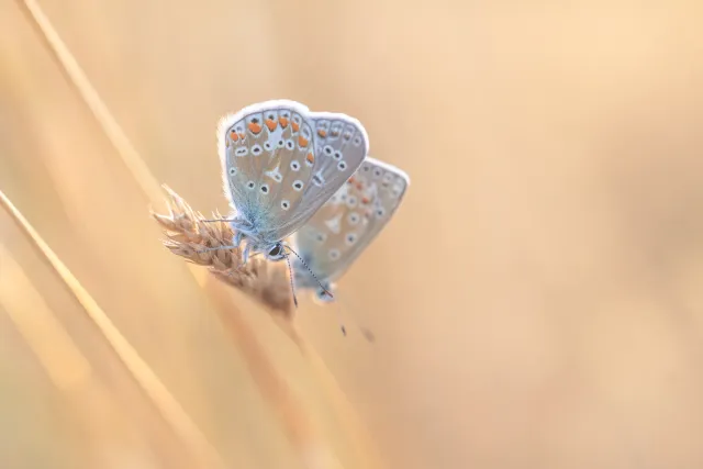 Gedetailleerde natuurfoto van bloemen