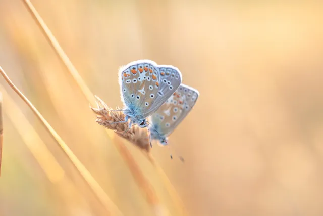 Gedetailleerde natuurfoto van bloemen