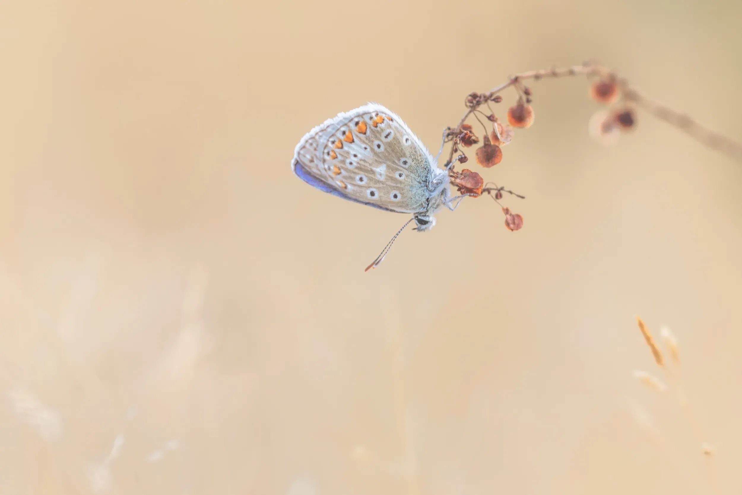 Sfeervolle wildlife fotografie in de natuur