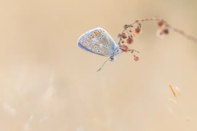 Gedetailleerde macrofotografie in de natuur