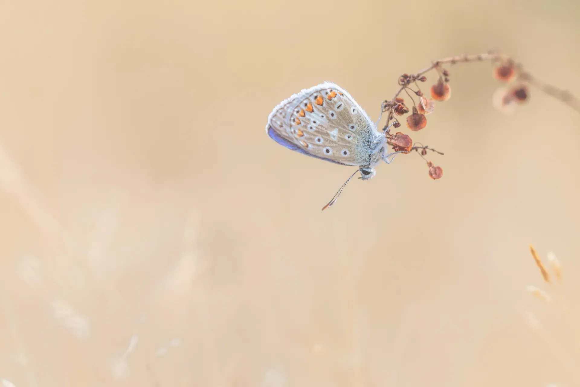 Sfeervolle wildlife fotografie in de natuur
