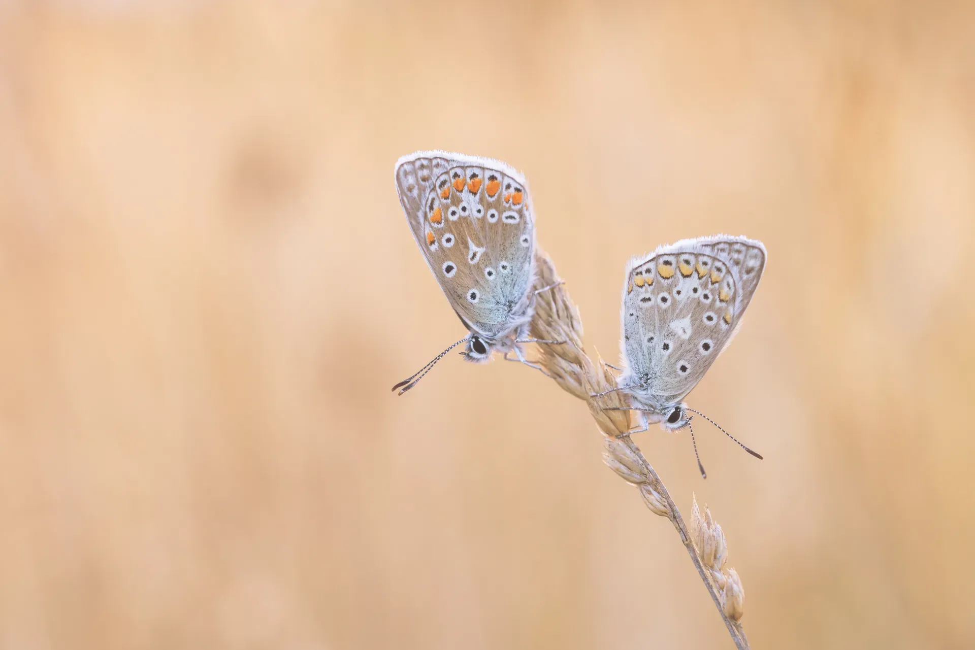 Kleurrijke natuurfotografie van een boslandschap