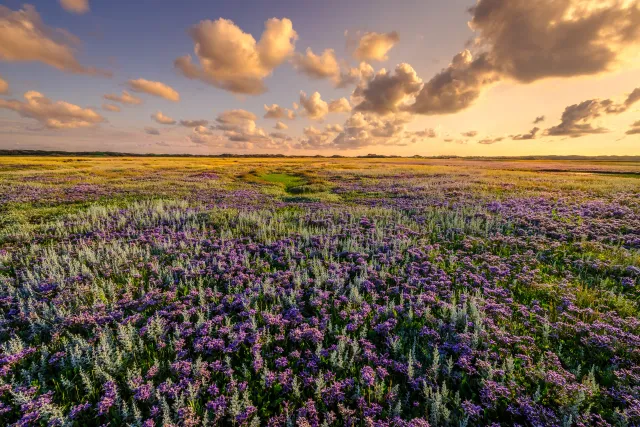 Sfeervolle natuurfoto van een heideveld