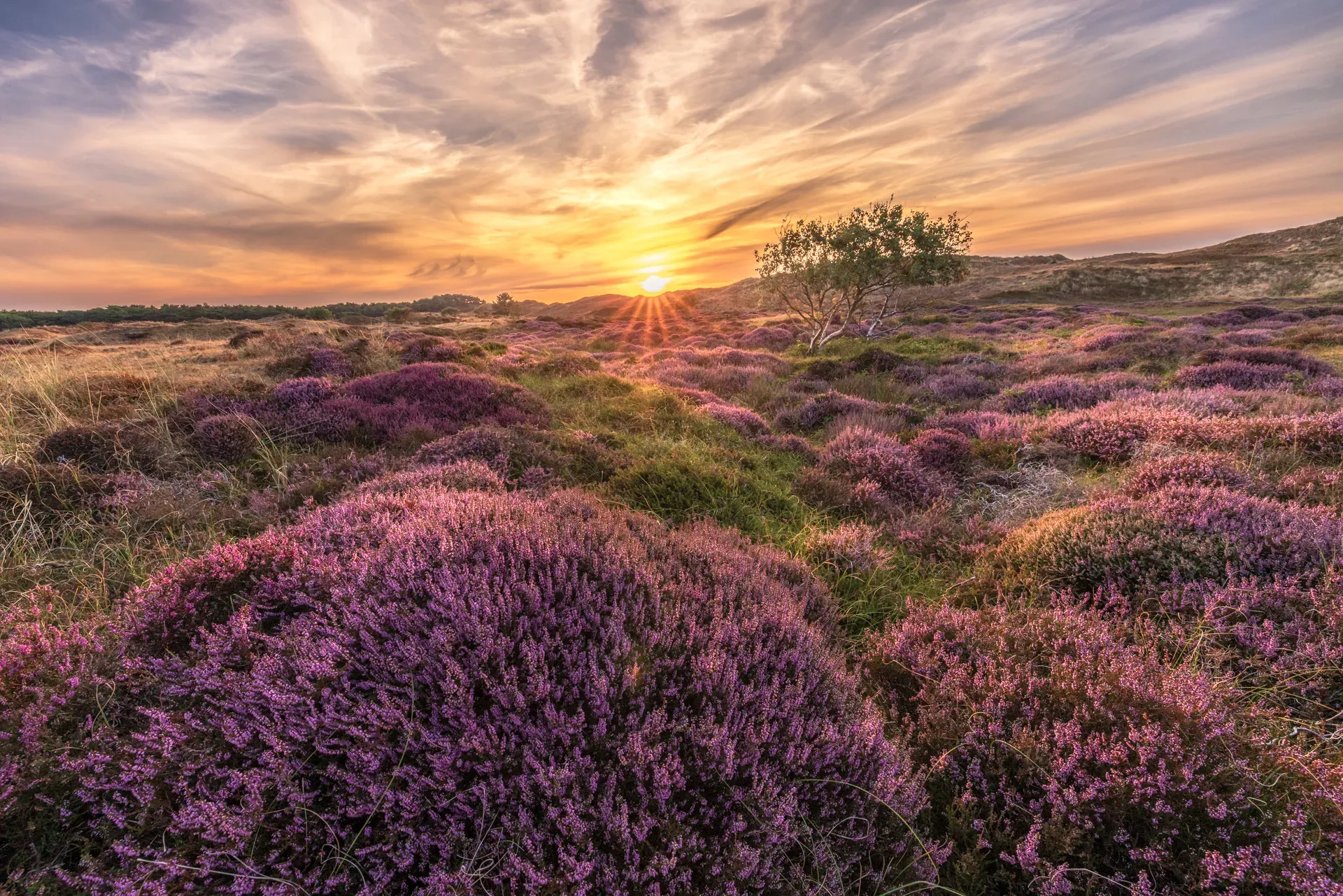 Kleurrijke natuurfotografie van een boslandschap