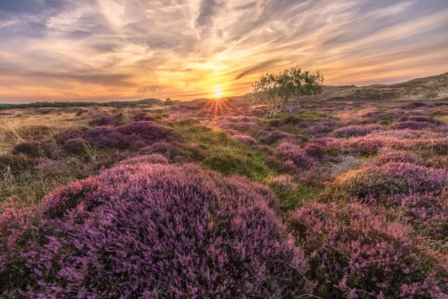 Kleurrijke natuurfotografie van een boslandschap