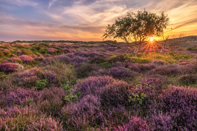 Sfeervol landschap bij zonsopgang
