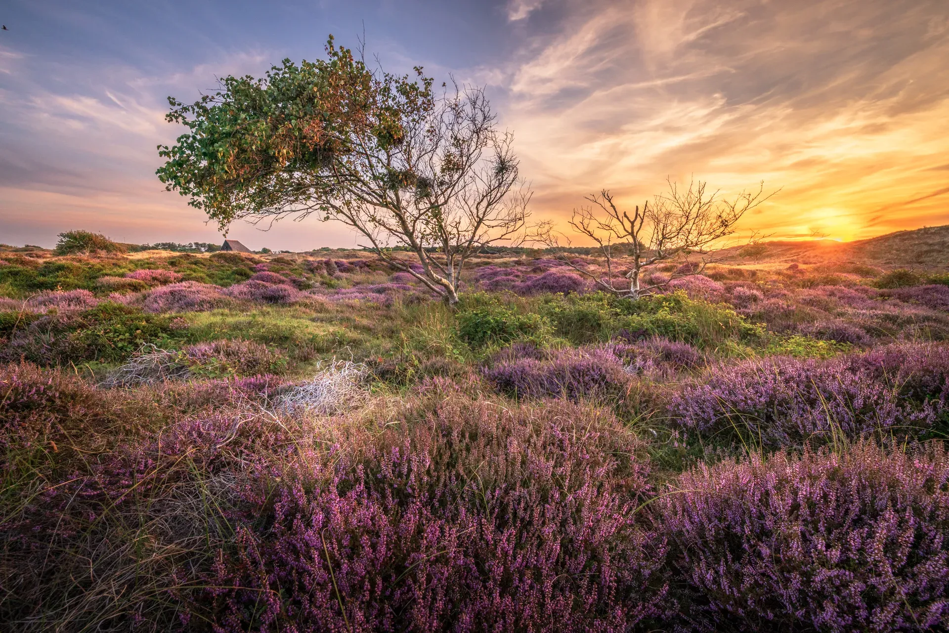 Sfeervolle wildlife fotografie in de natuur