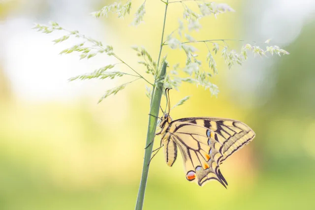 Natuurfotografie met bijzonder licht