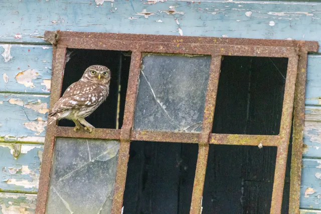 Wildlife fotografie van een ree in het bos