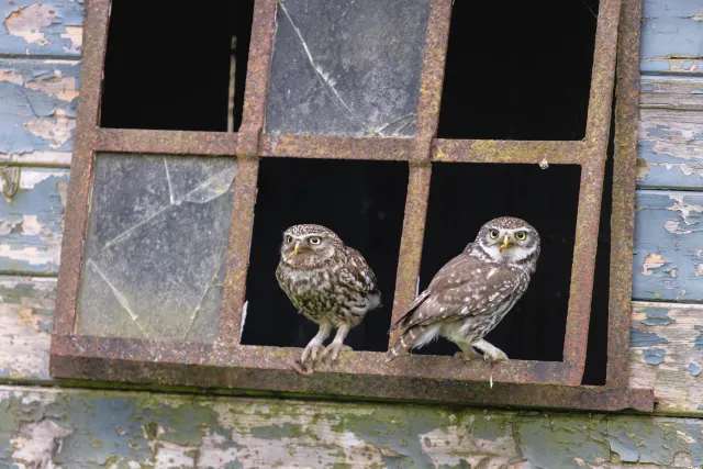 Natuurfotografie van vliegende vogels