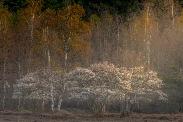 Natuurfoto ideaal voor posters en kaarten