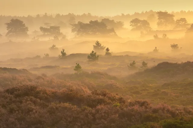 Gooische natuur en landschappen