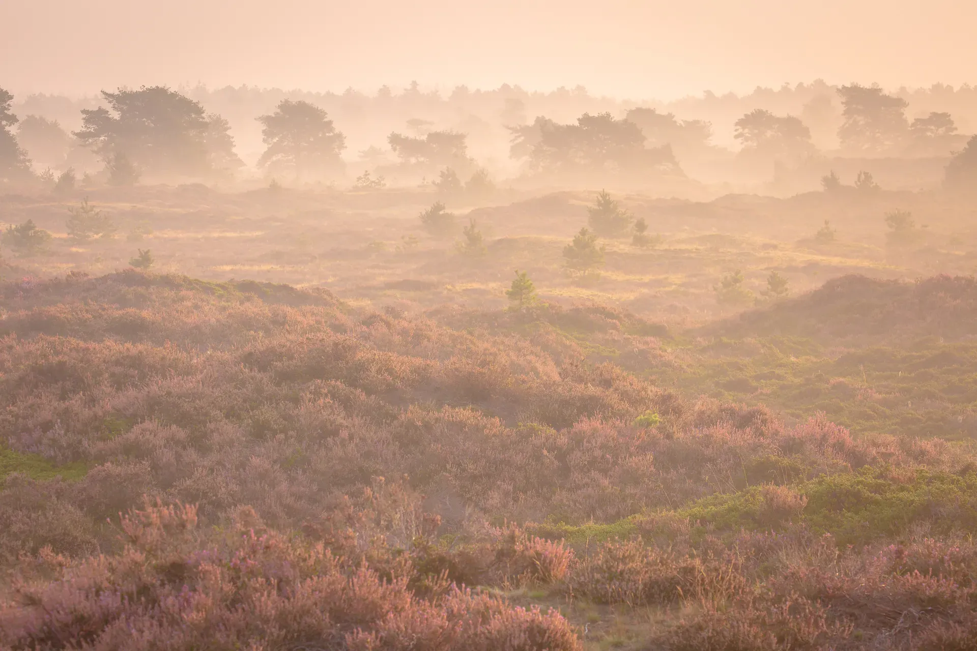 Gooische natuur en landschappen