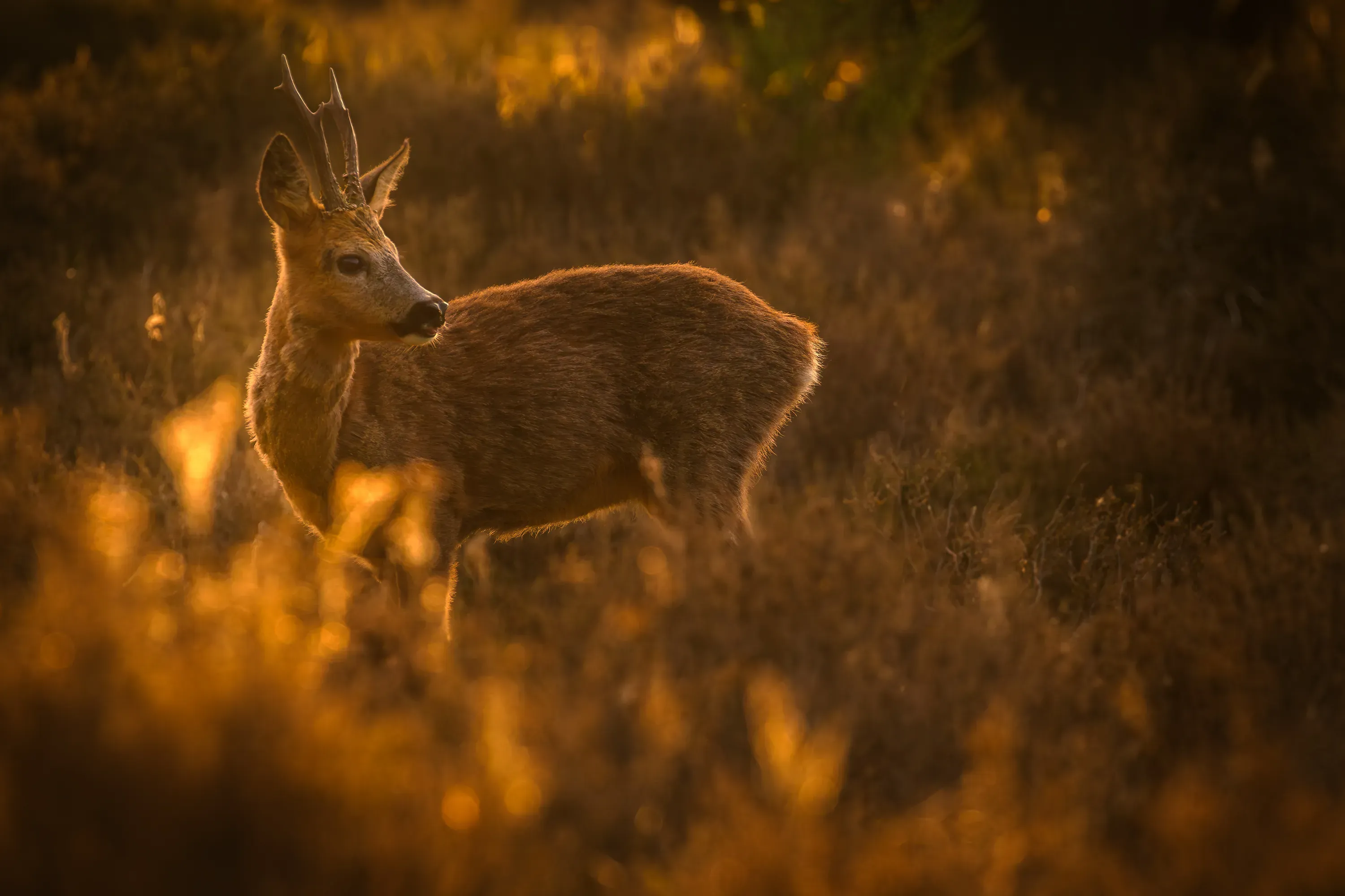 Wilde dieren foto 19