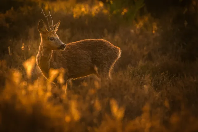 Wilde dieren foto 19
