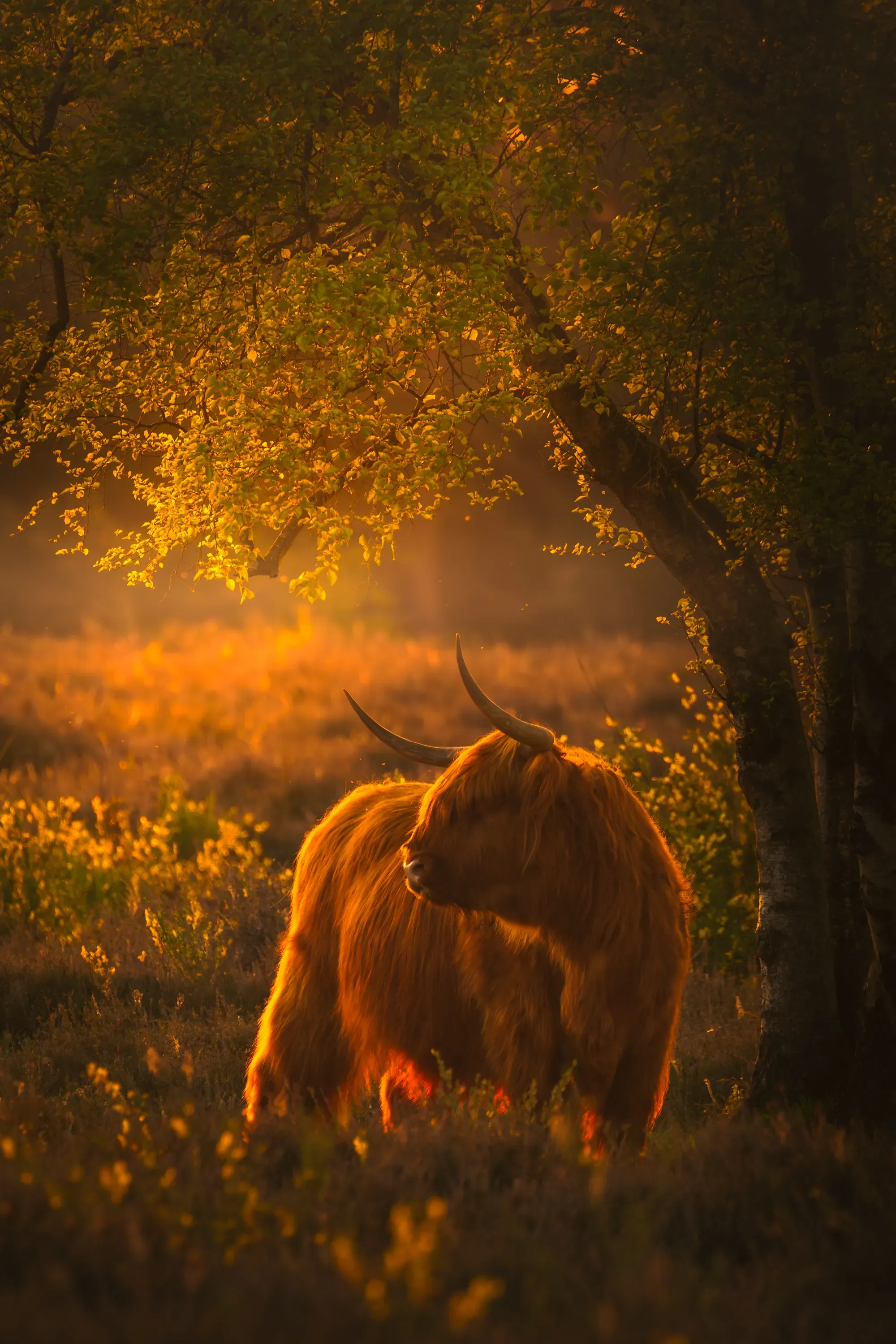 Wilde dieren foto 20