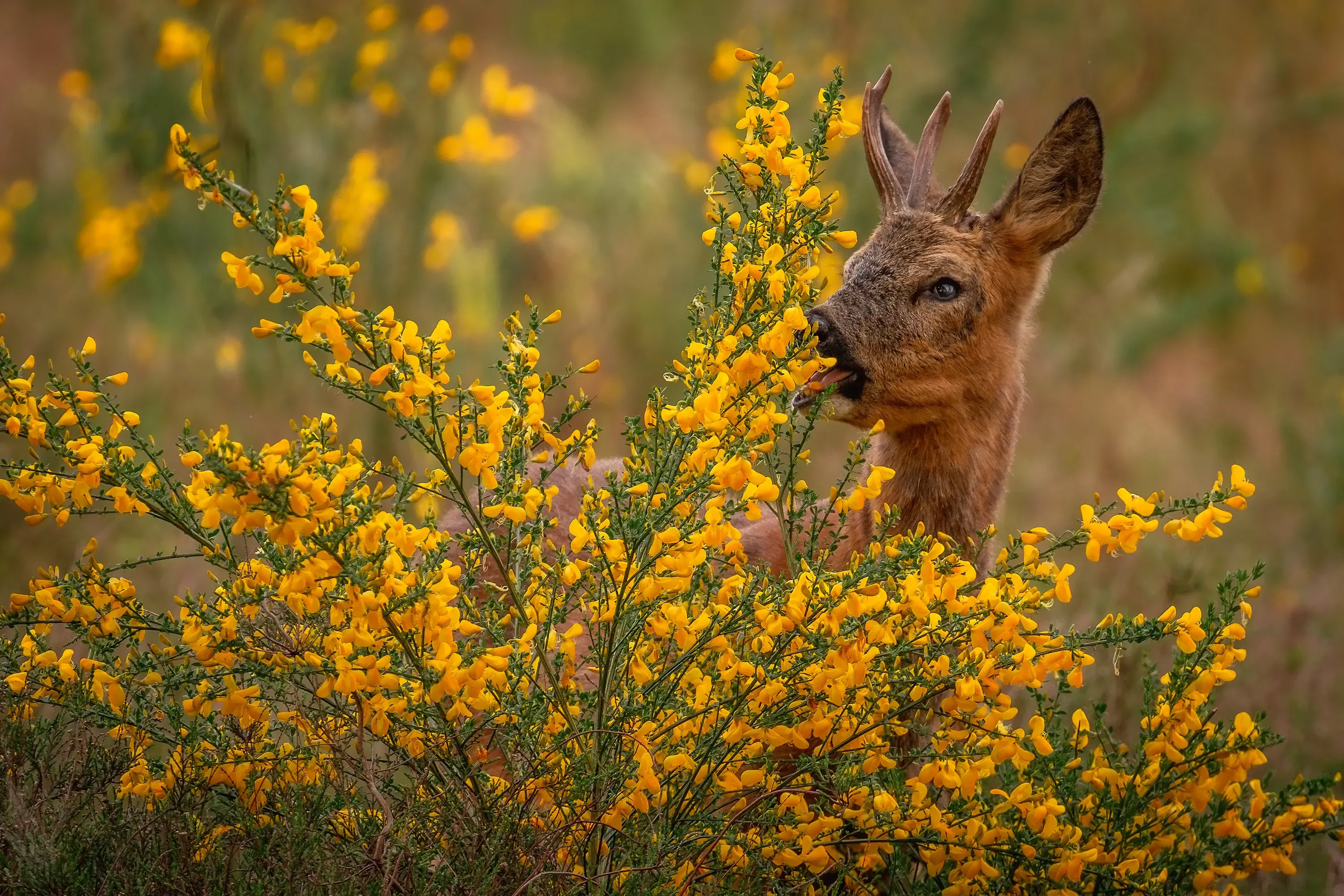 Wilde dieren foto 5