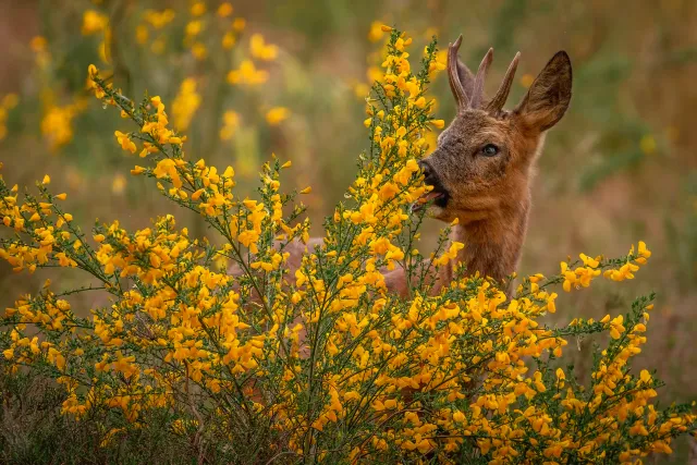 Wilde dieren foto 5