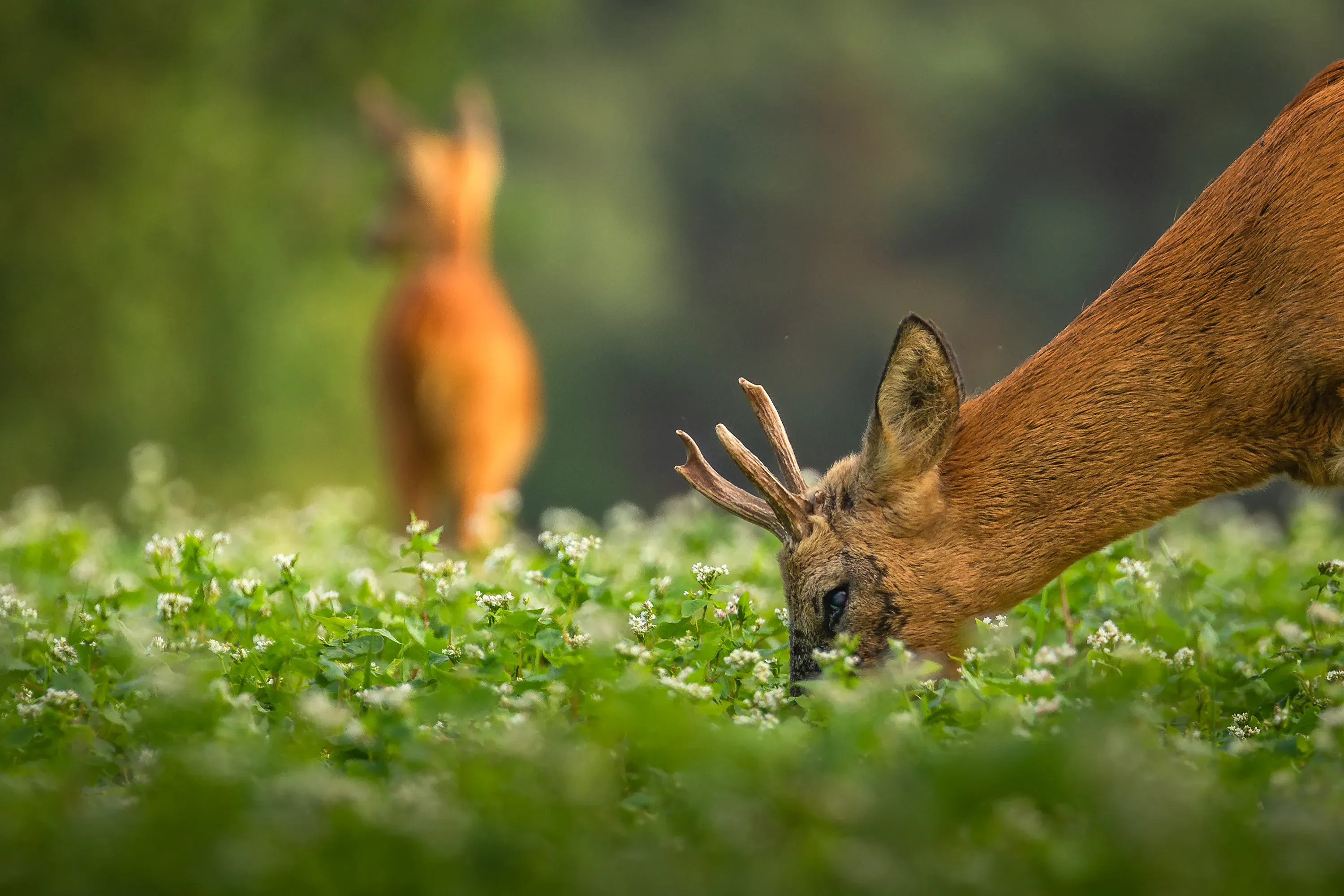 Wilde dieren foto 4