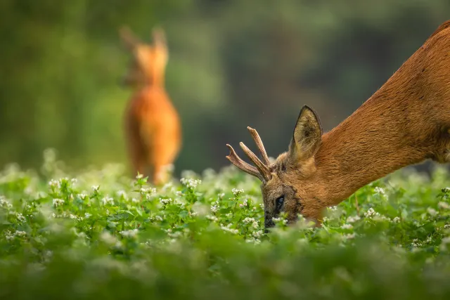 Wilde dieren foto 4