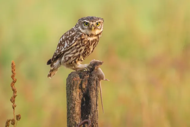 Sfeervolle dierenfotografie in de natuur