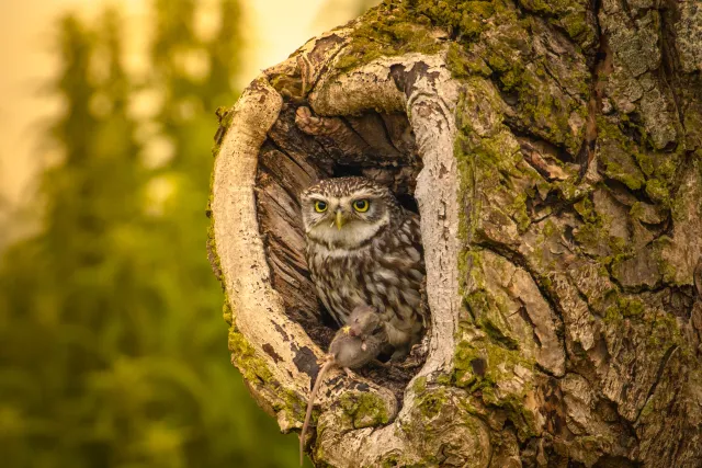 Wilde dieren in hun natuurlijke leefomgeving