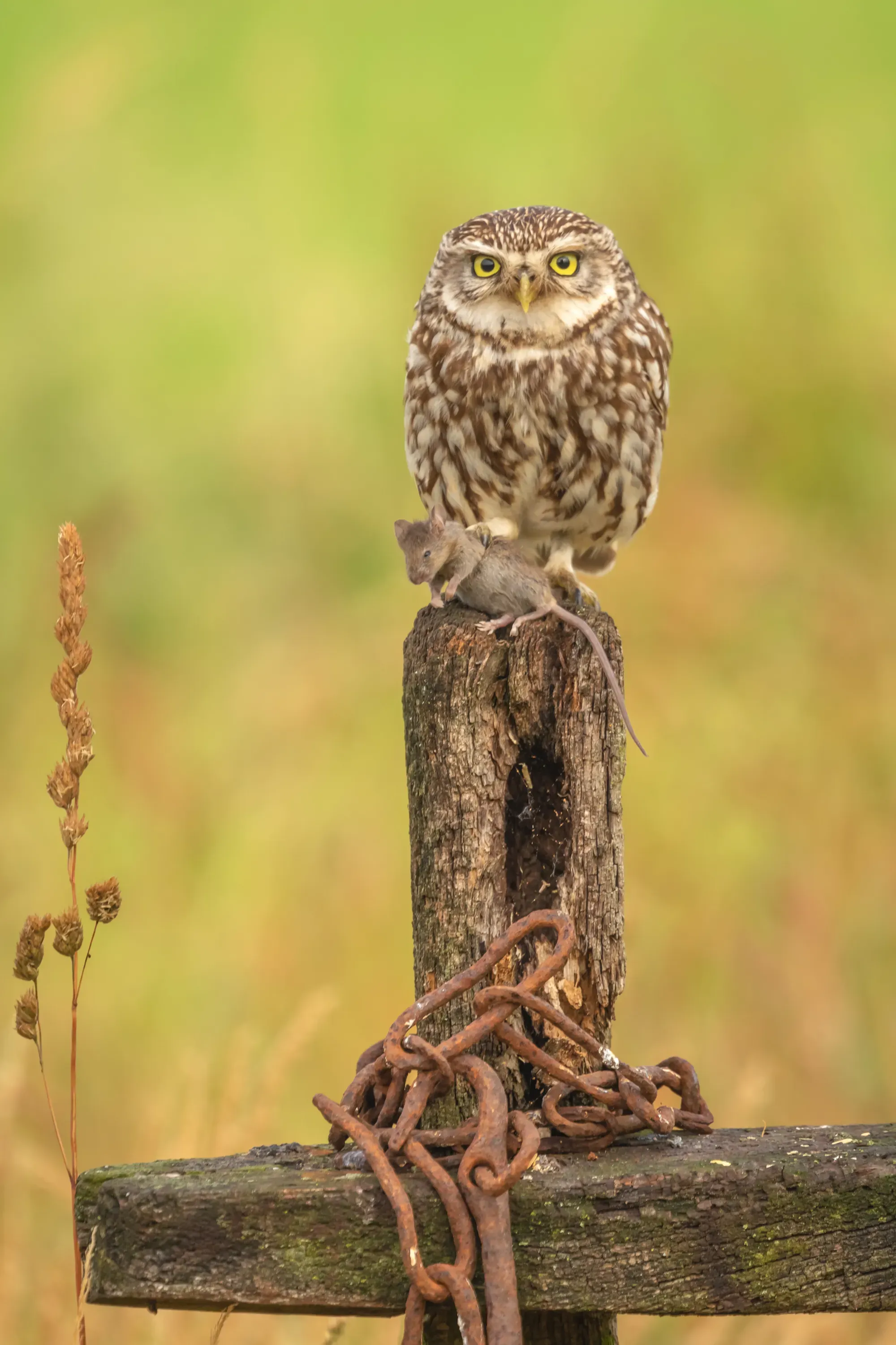 Wilde dieren foto 9