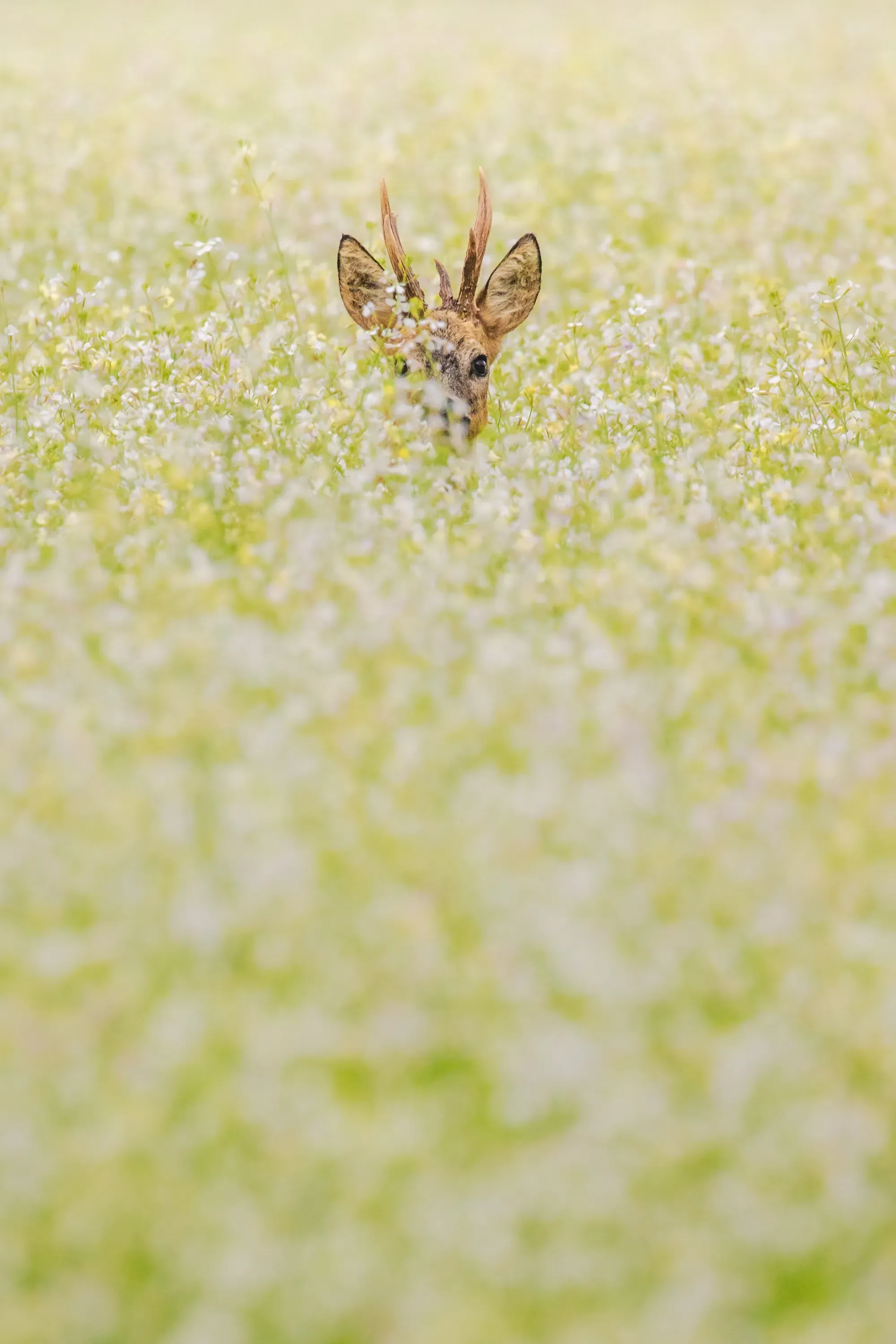 Wilde dieren foto 12