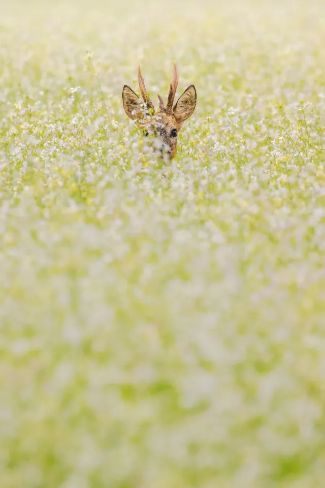 Wilde dieren foto 12