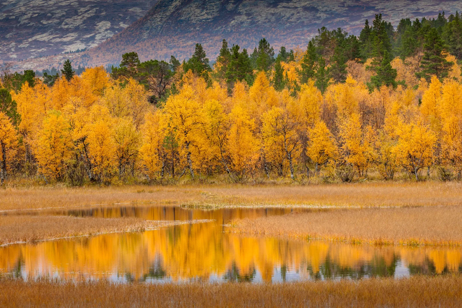 Brede landschapsfotografie banner