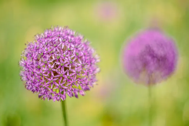Sfeervolle natuurfotografie van bloemen