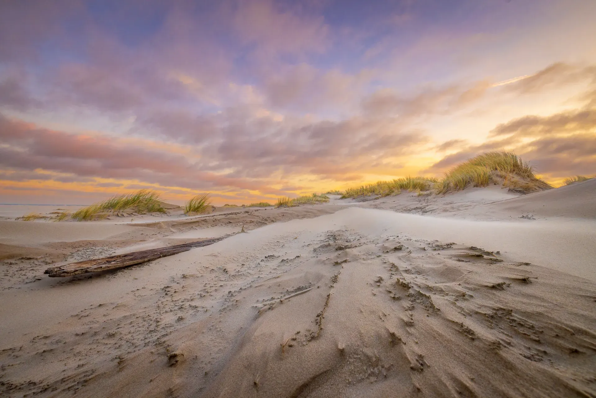 Uniek natuurmoment op Texel