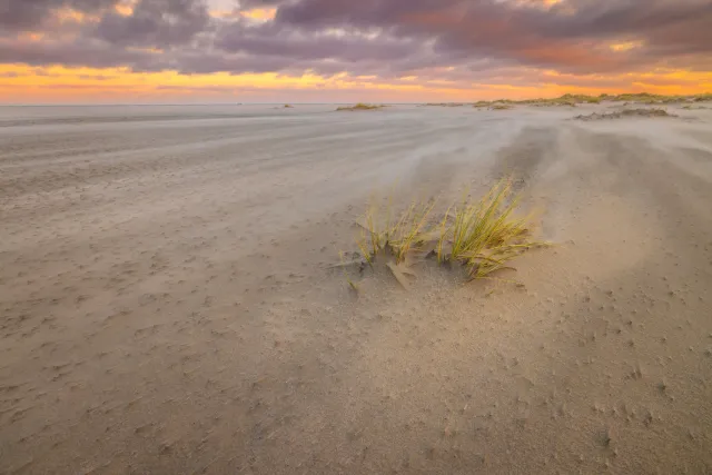 Natuurfoto van heidelandschap in Hilversum