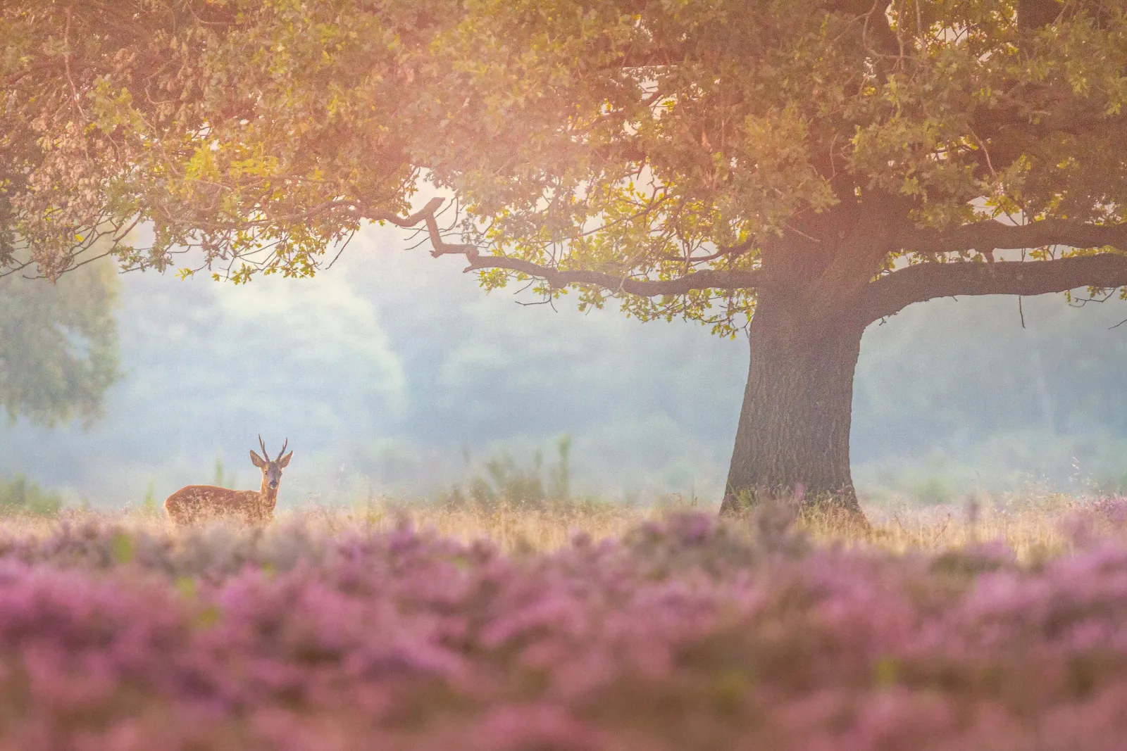 Wildlife fotografie banner - wilde dieren in de natuur