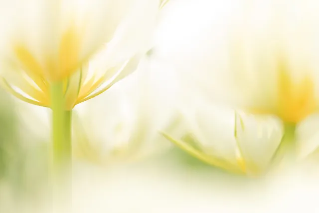 Kleurrijke natuurlijke schoonheid vastgelegd