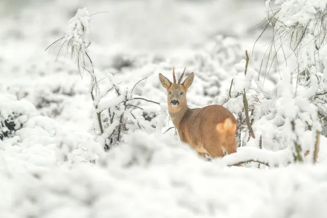 Wilde dieren foto 14