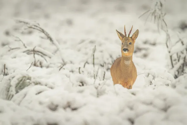 Wilde dieren foto 13