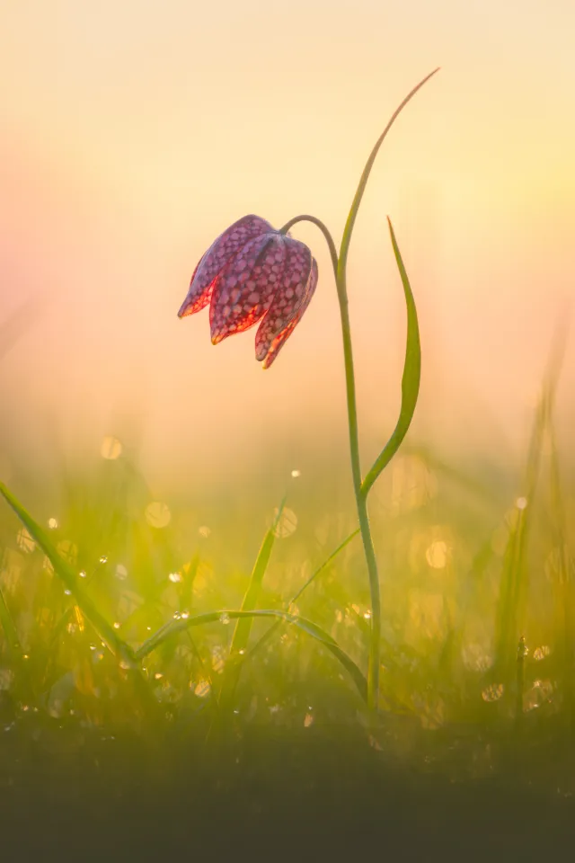 Rustgevende natuurfoto voor in huis