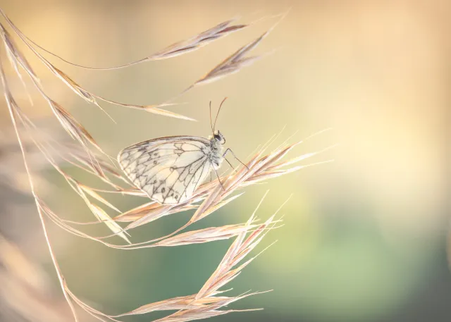 Unieke compositie in natuurfotografie