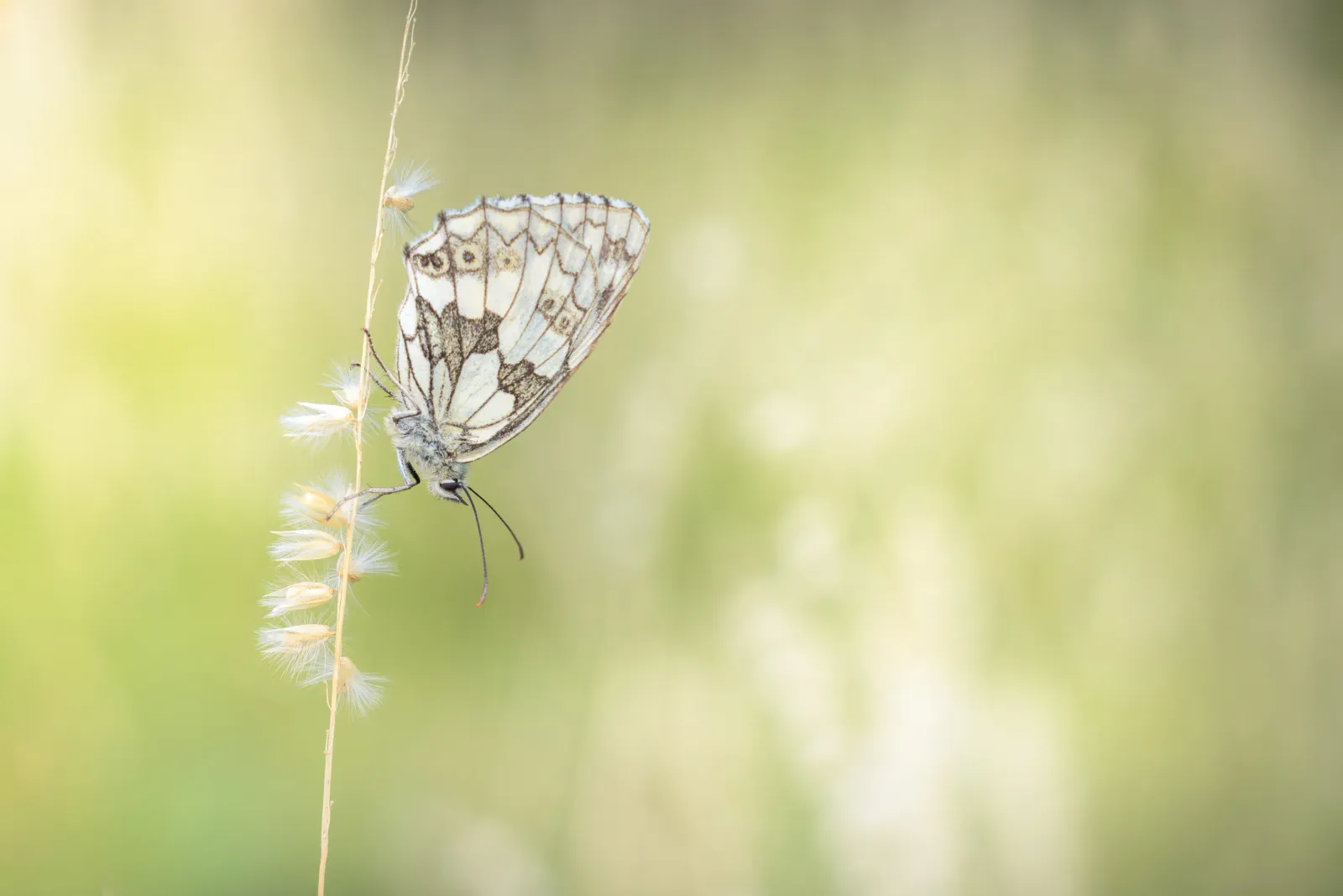Natuurlijke schoonheid in landschapsfotografie