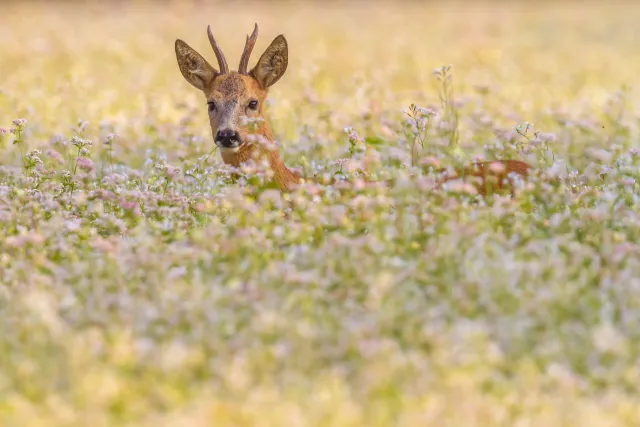 Wilde dieren foto 10
