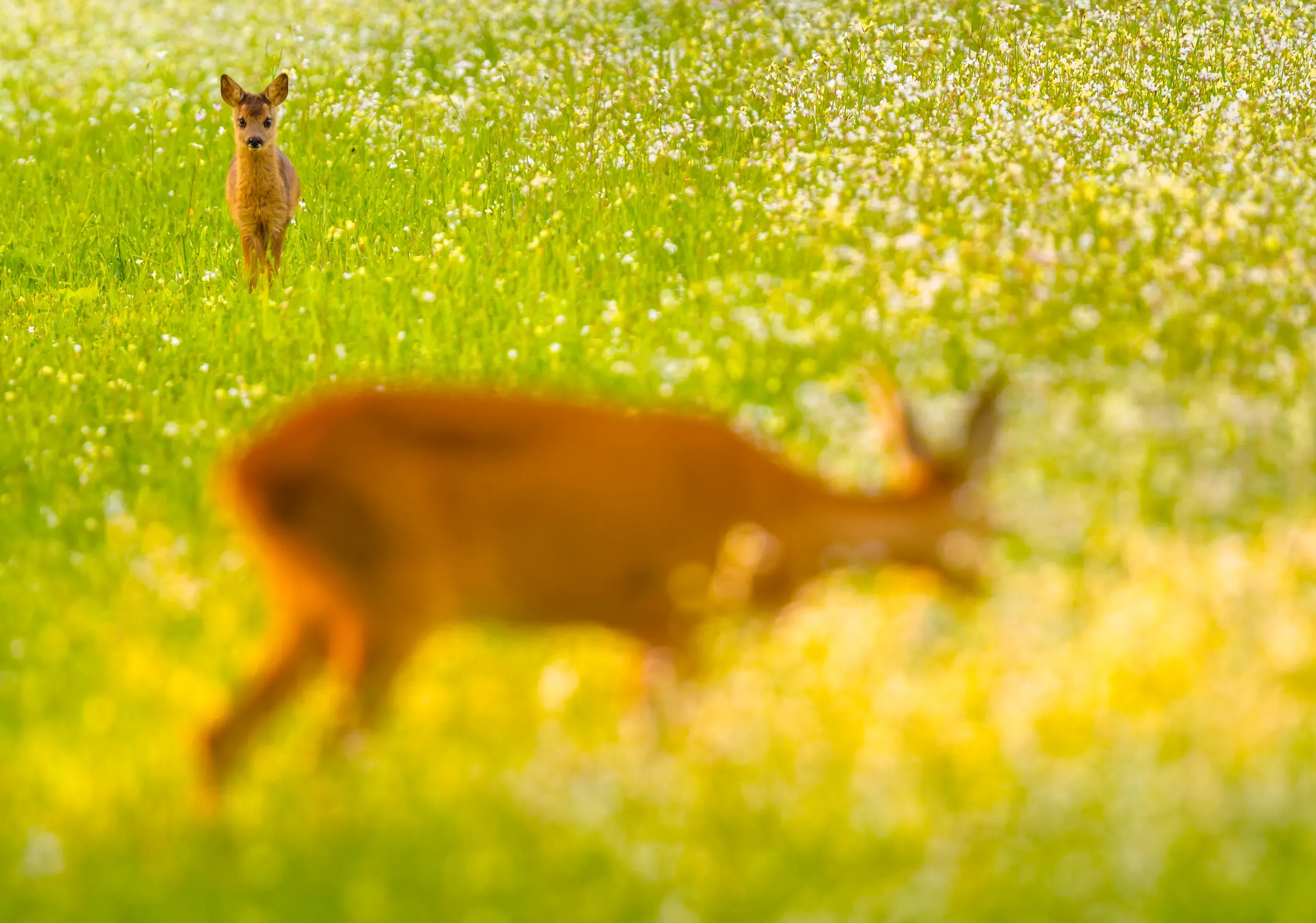 Wilde dieren foto 11