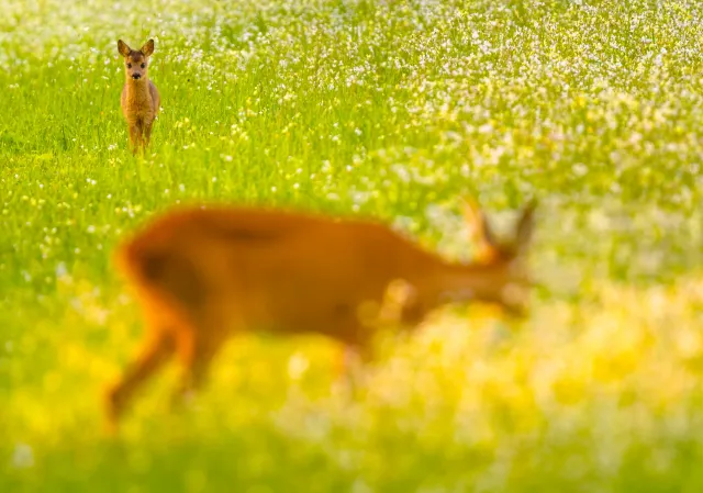 Wilde dieren foto 11