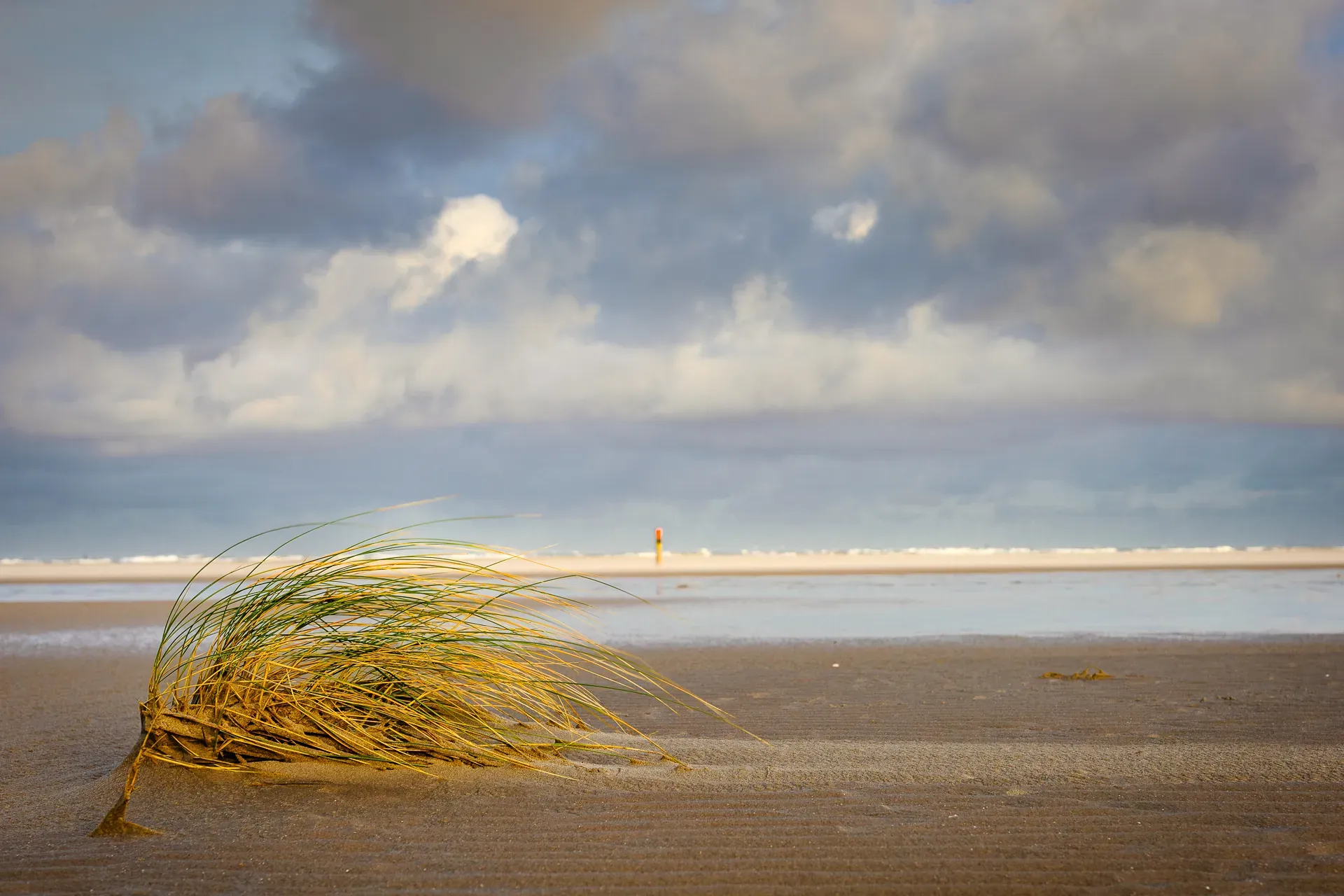 Kleurrijke landschapsfotografie van een bos op Texel